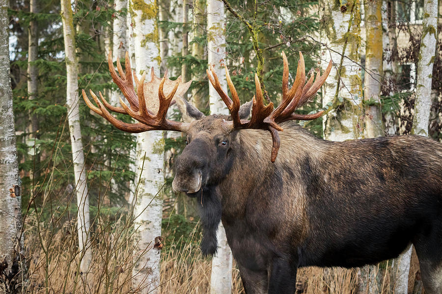 Bull Moose  Alces Alces  In Rutting #2 Photograph by Doug Lindstrand