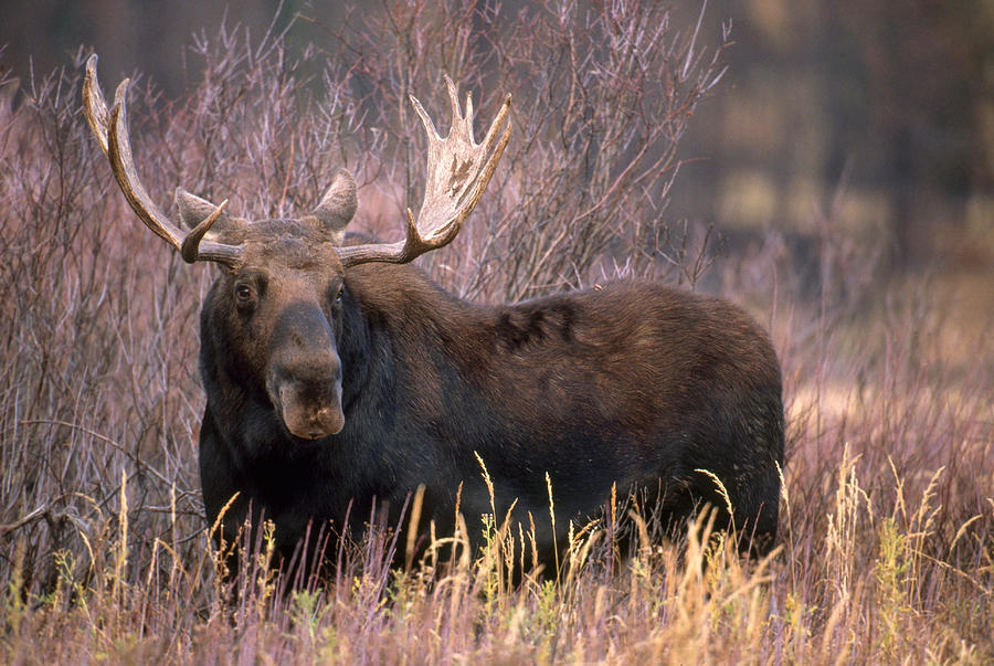 Bull Moose #2 Photograph by Craig K. Lorenz