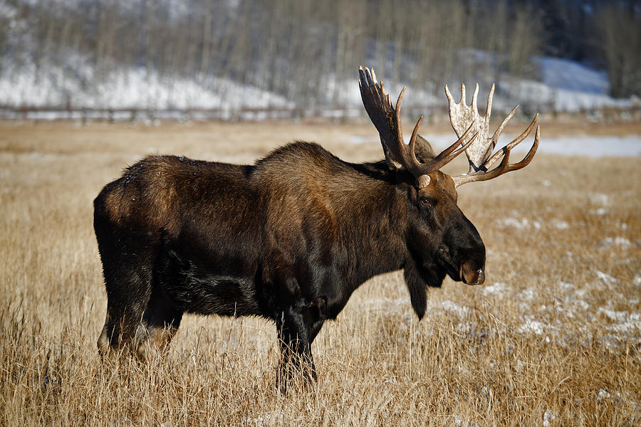 Bull Moose #2 Photograph by Mark Newman