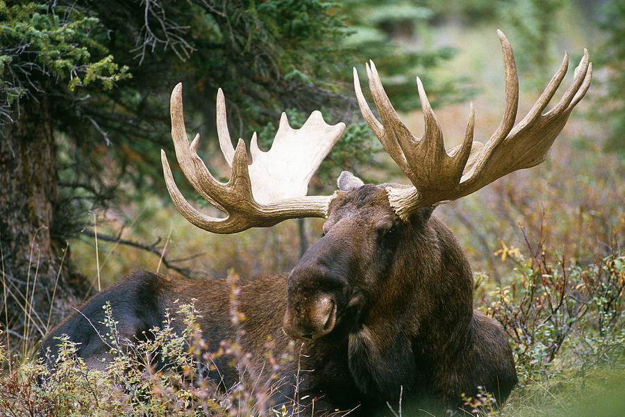 Bull Moose #2 Photograph by Thomas And Pat Leeson