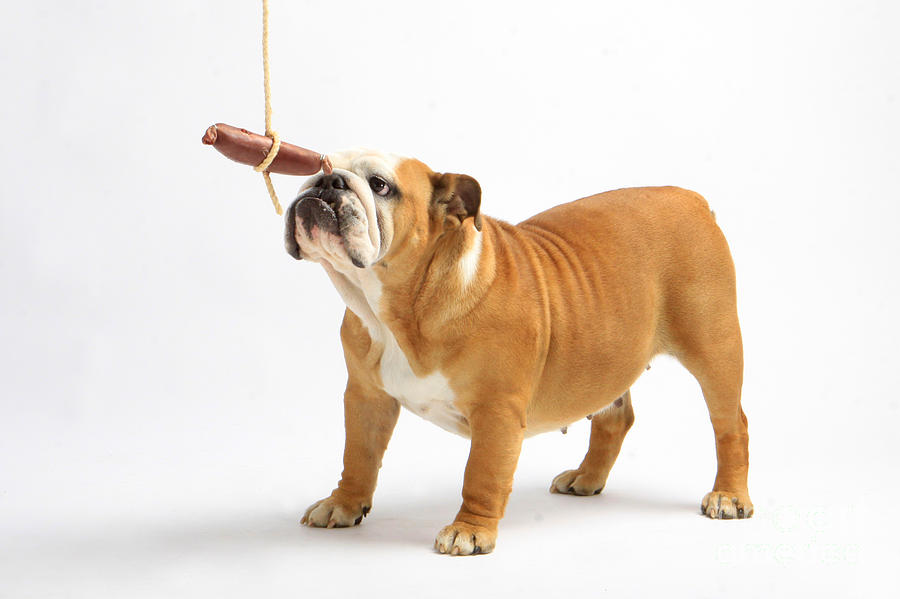 Bulldog With Sausage #2 Photograph by Christine Steimer