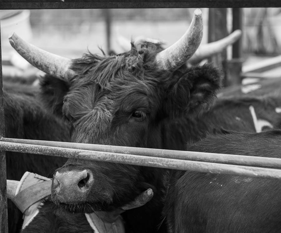 Bulls Photograph by Amber Kresge