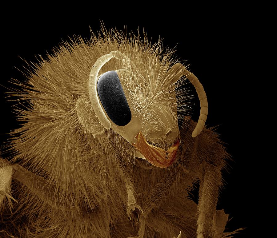 Bumblebee Head Photograph By Clouds Hill Imaging Ltd 