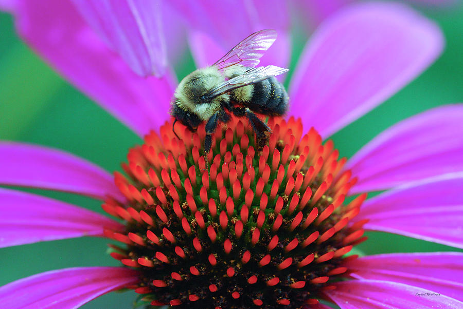 Bumblebee on Flower Digital Art by Crystal Wightman