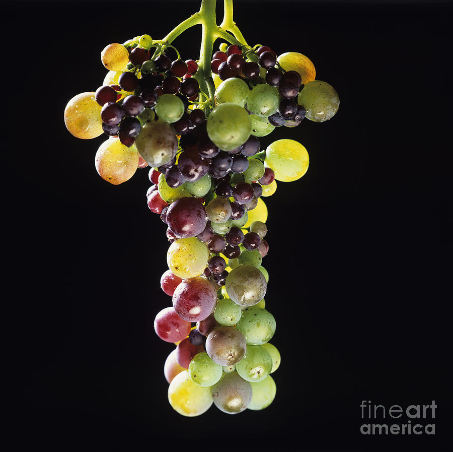 Fruit Photograph - Bunch of grapes #2 by Bernard Jaubert