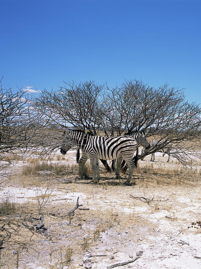 Burchells Zebra #2 Photograph by Sinclair Stammers/science Photo Library