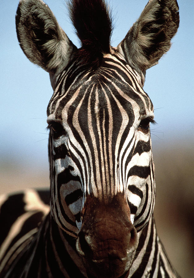 Burchells Zebra #2 Photograph by Tony Camacho/science Photo Library