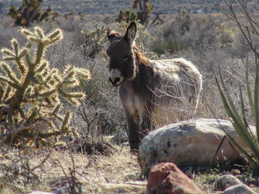 Furry Burro Photograph by Carl Moore