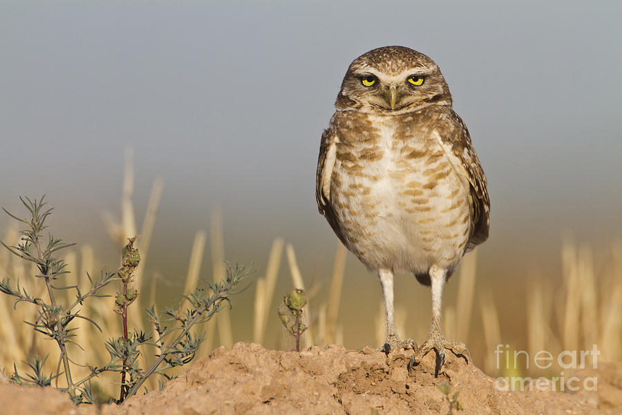 Burrowing owl #2 Photograph by Bryan Keil