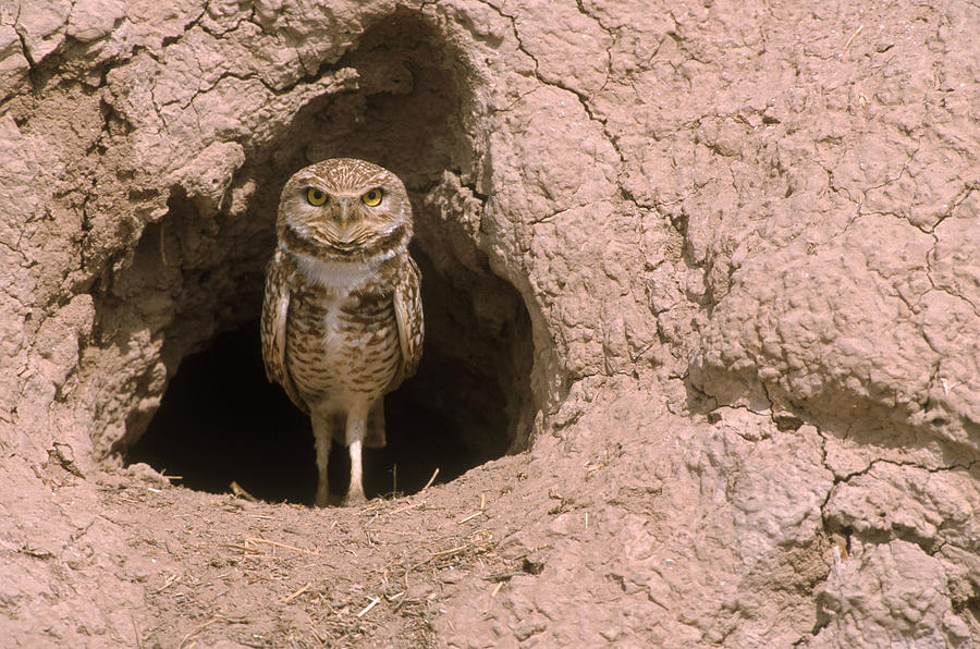 Burrowing Owl #2 Photograph by Craig K. Lorenz