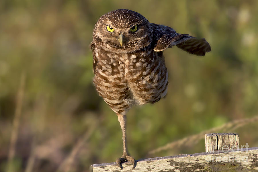 Burrowing Owl Photograph #1 Photograph by Meg Rousher