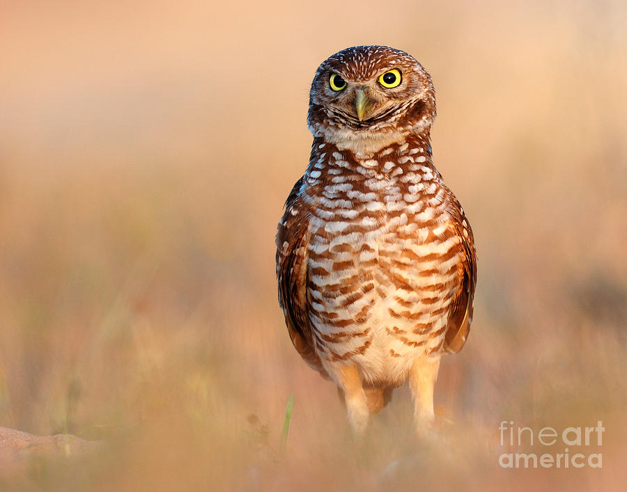 Burrowing Owl #2 Photograph by Scott Linstead