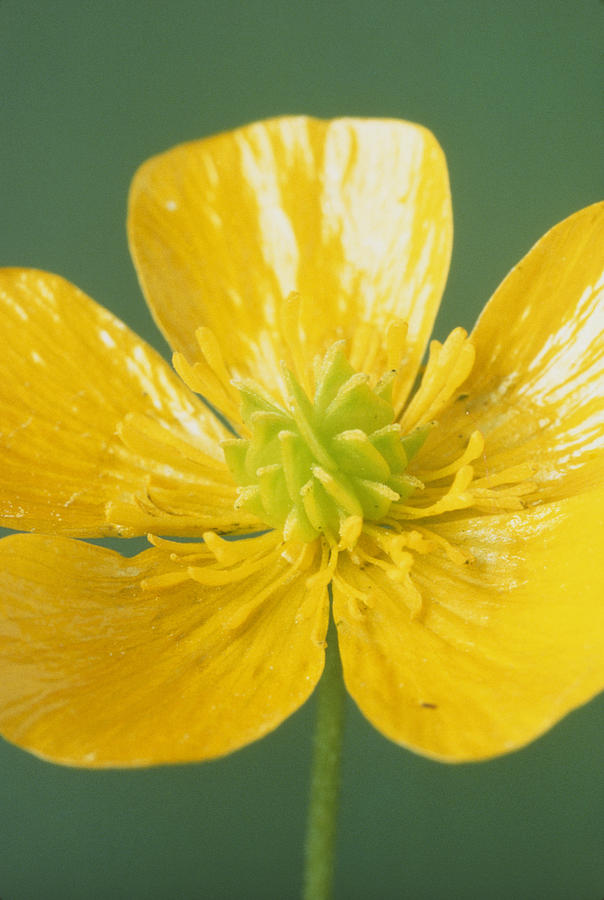 Buttercup Flower #2 Photograph by Perennou Nuridsany