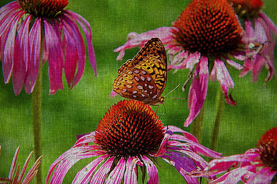 Butterfly And Cone Flowers Photograph