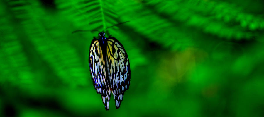 Butterfly #2 Photograph by Prince Andre Faubert