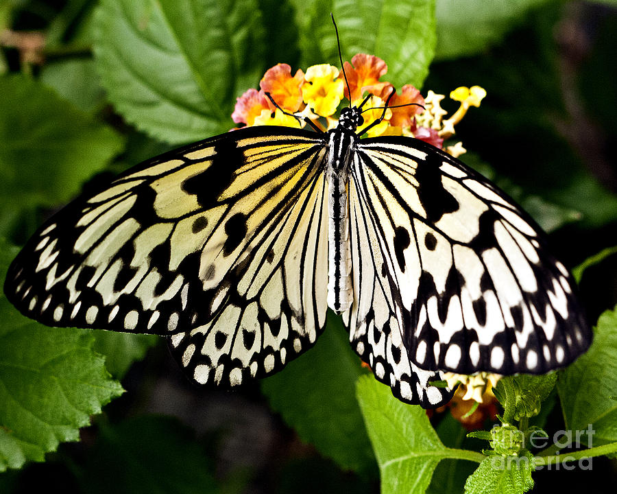 White Tree Nymph - 7 Photograph by Dorothy Hilde | Fine Art America