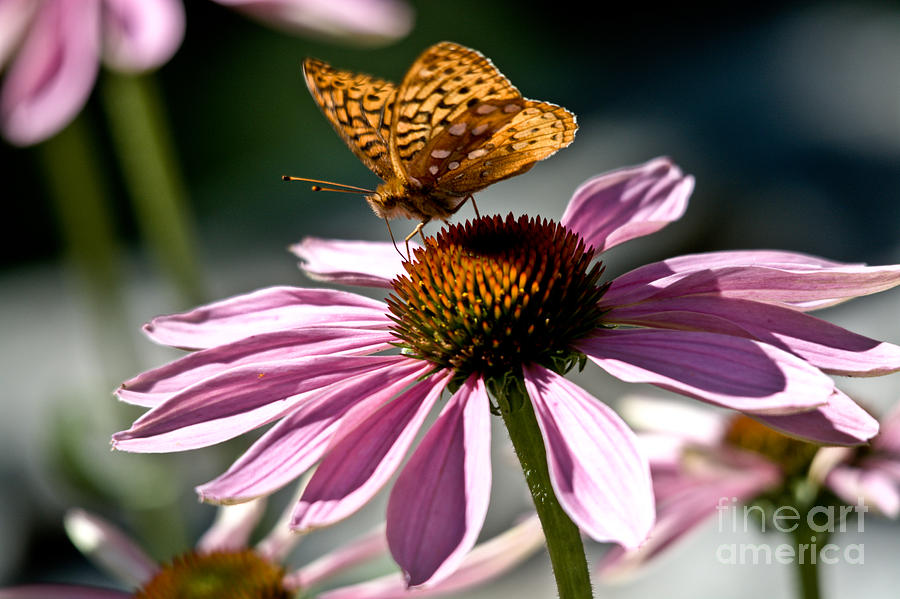 Butterfly Beauty #2 Photograph by Cheryl Baxter