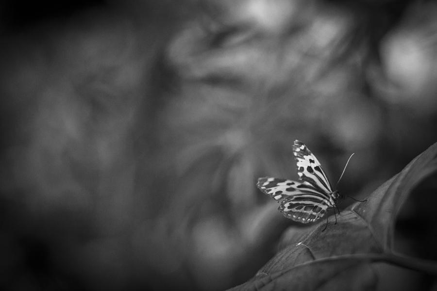 Butterfly Black And White Photograph