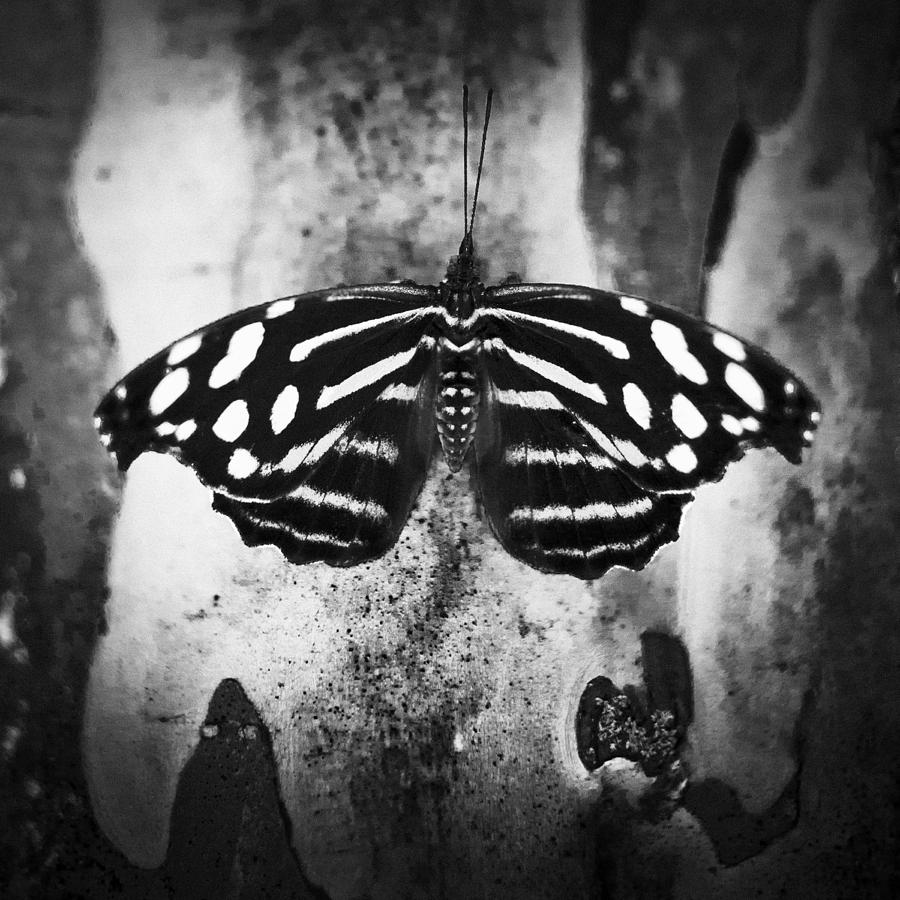 Butterfly #6 Photograph by Bradley R Youngberg