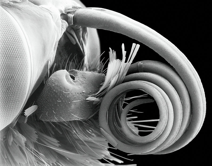 butterfly under electron microscope