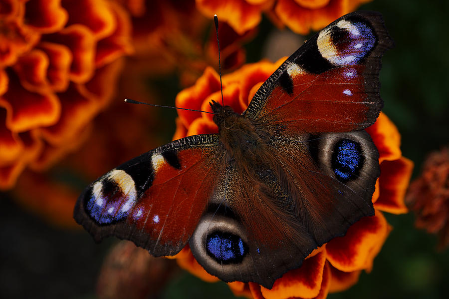 Butterfly #1 Photograph by Ivan Slosar