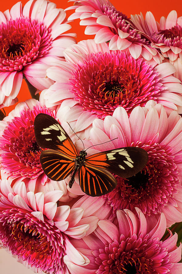 Butterfly On Pink Mums #2 Photograph by Garry Gay