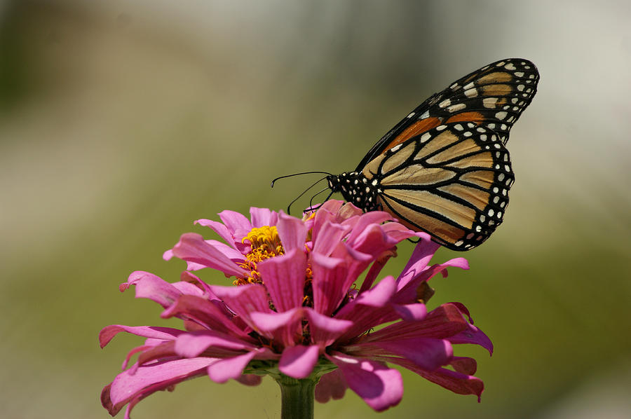 Butterfly Photograph - Butterfly on Zinnia #2 by Sandy Keeton