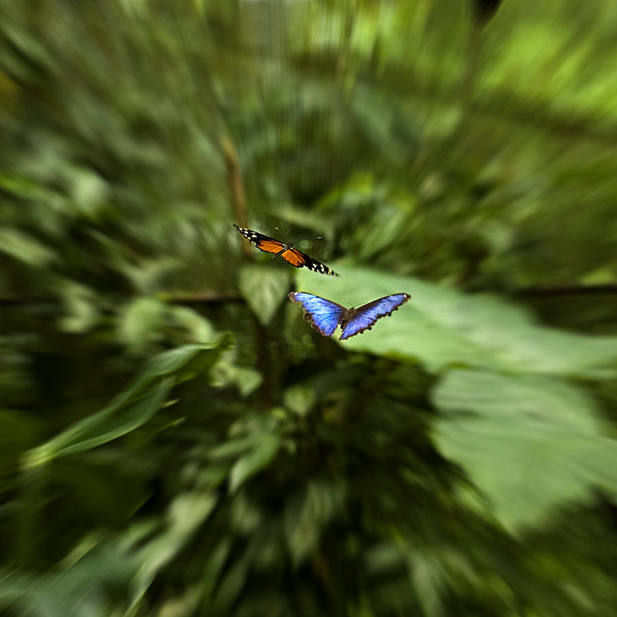 Butterfly Race #2 Photograph by Patricia Bolgosano