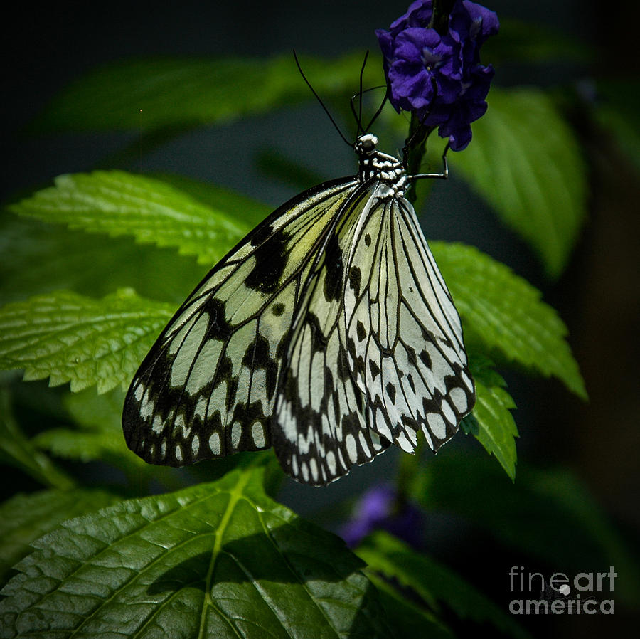 Butterfly #2 Photograph by Ronald Grogan
