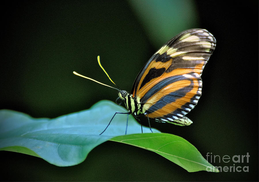 Butterfly #4 Photograph by Savannah Gibbs