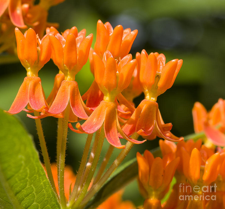 Butterfly Weed 3 Photograph by Steven Ralser