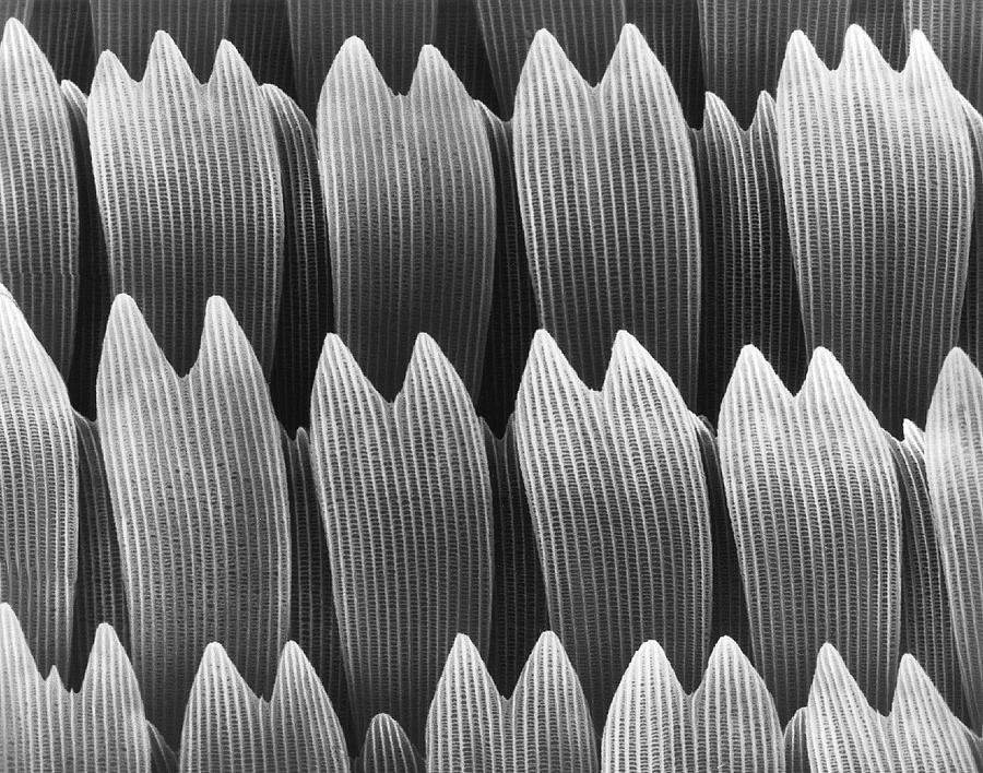 Butterfly Photograph - Butterfly Wing Scales #2 by Dennis Kunkel Microscopy/science Photo Library