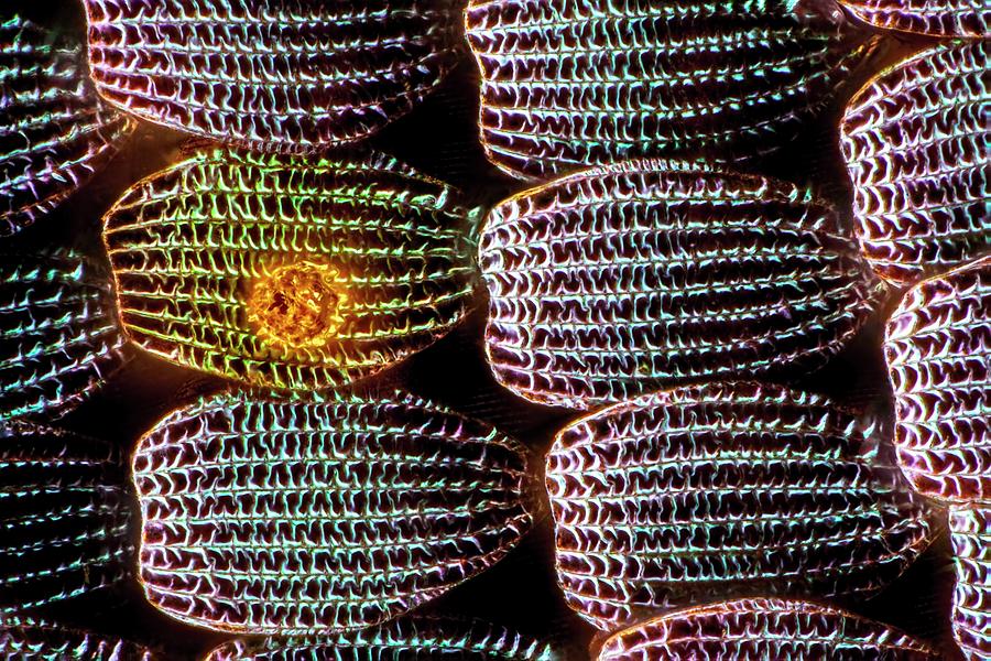 Butterfly Wing Scales #2 Photograph by Frank Fox/science Photo Library