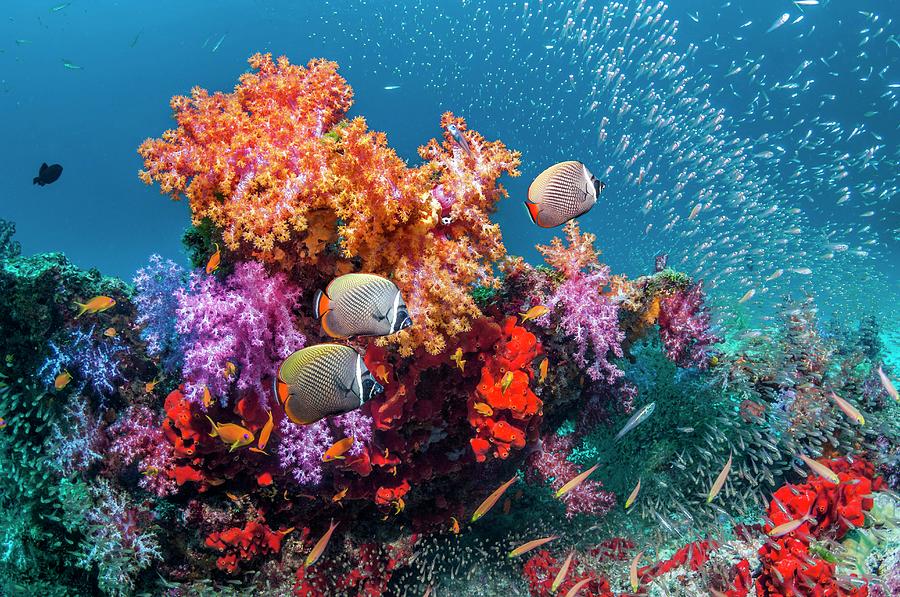 Fish Photograph - Butterflyfish And Soft Corals On A Reef #2 by Georgette Douwma/science Photo Library