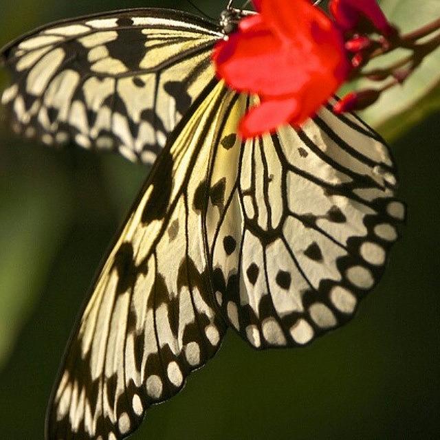 Butterfly Photograph - By Judy Kay On Flickr.

just Follow #2 by Judy Kay