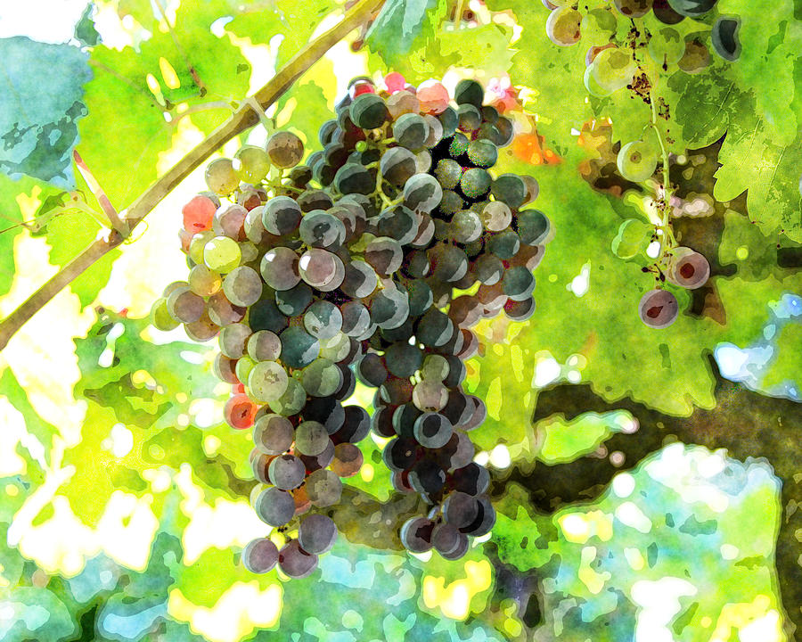 Cabernet Grapes #2 Painting by MotionAge Designs