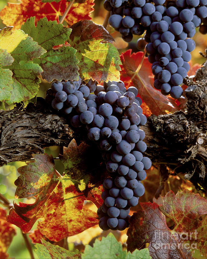 Cabernet Sauvignon Clusters #2 Photograph by Craig Lovell