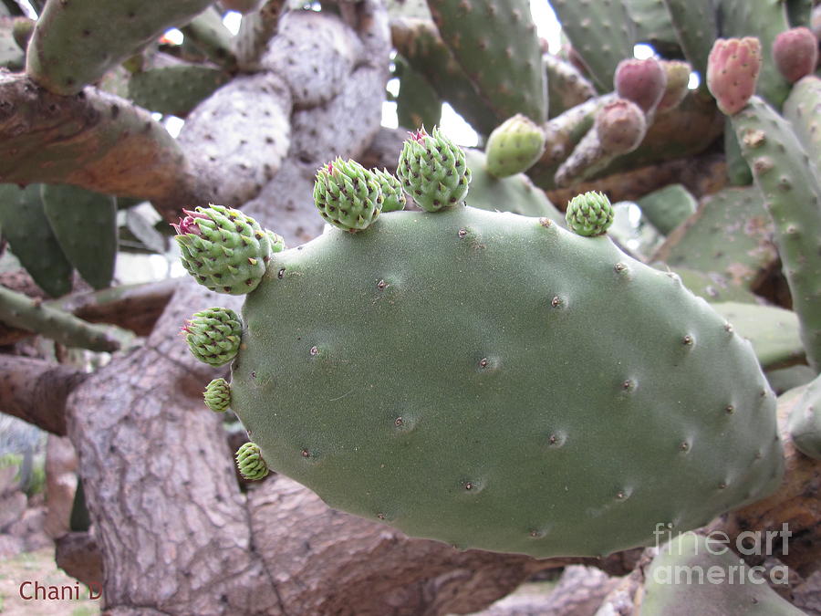 Cactus #3 Photograph by Chani Demuijlder
