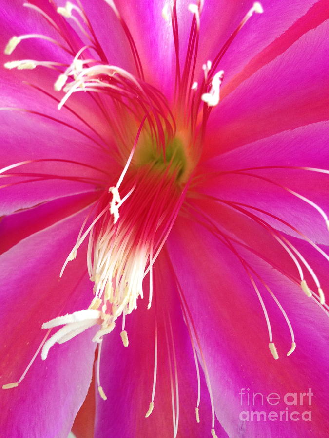 Cactus Flower #2 Photograph by Jacklyn Duryea Fraizer
