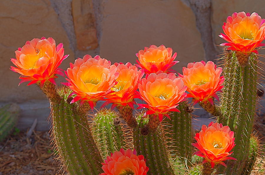 Flower Photograph - Cactus in Bloom #2 by Bob Marquis