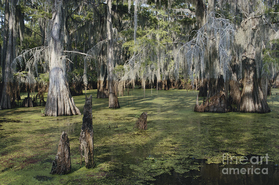 Caddo Lake, Texas #2 Photograph by Gregory G. Dimijian, M.D.