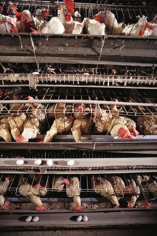 Caged Chickens On A Battery Farm #2 Photograph by Peter Menzel/science Photo Library
