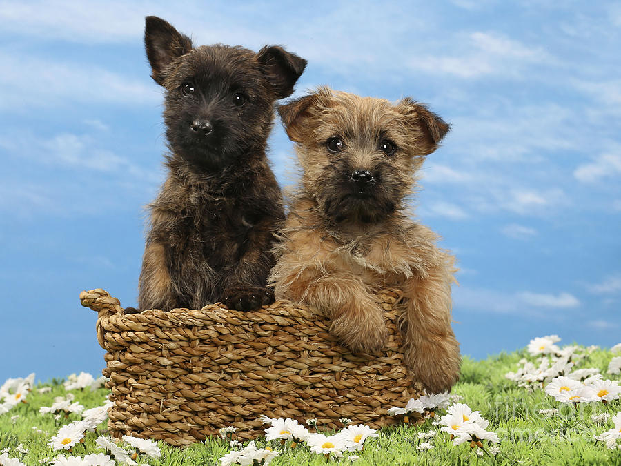 Dog Photograph - Cairn Terrier Puppy Dogs #2 by Jean-Michel Labat