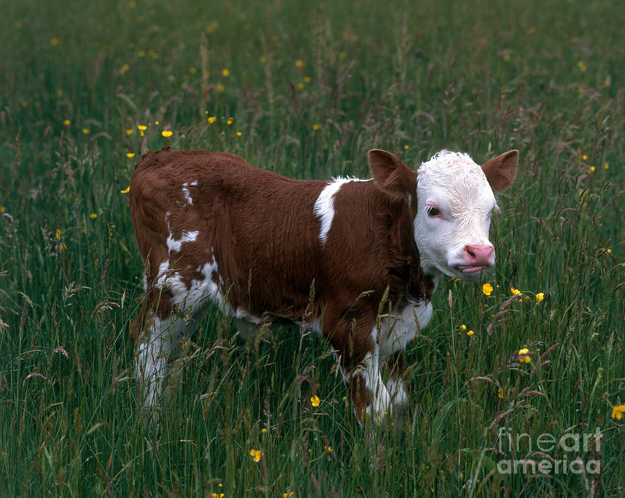 Calf Among Flowers #2 Photograph by Hans Reinhard