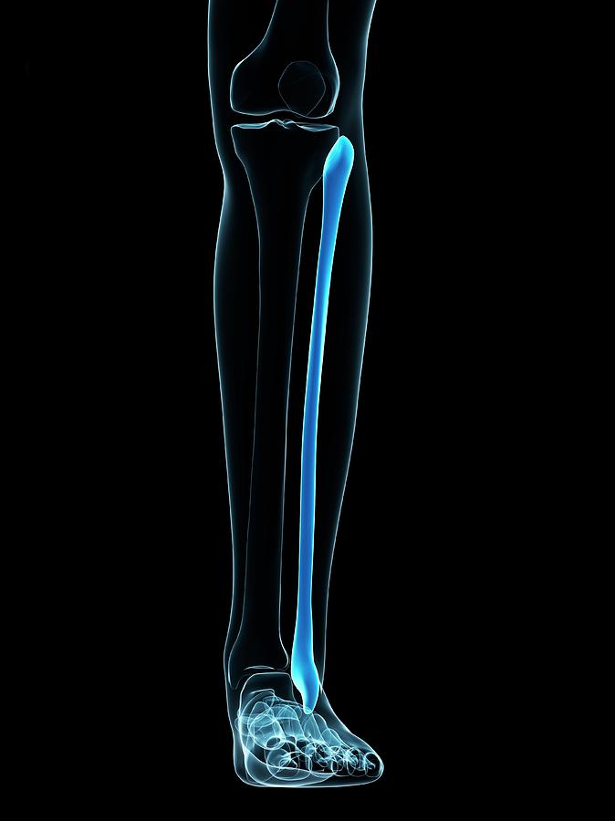 Calf Bone 2 Photograph by Sciepro/science Photo Library Pixels