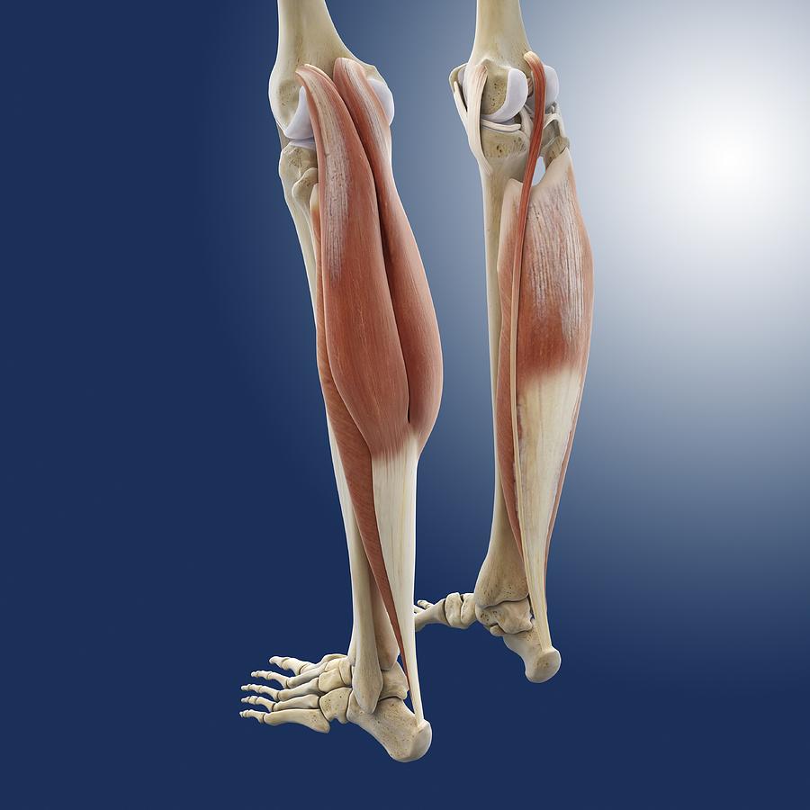 calf muscle anatomy