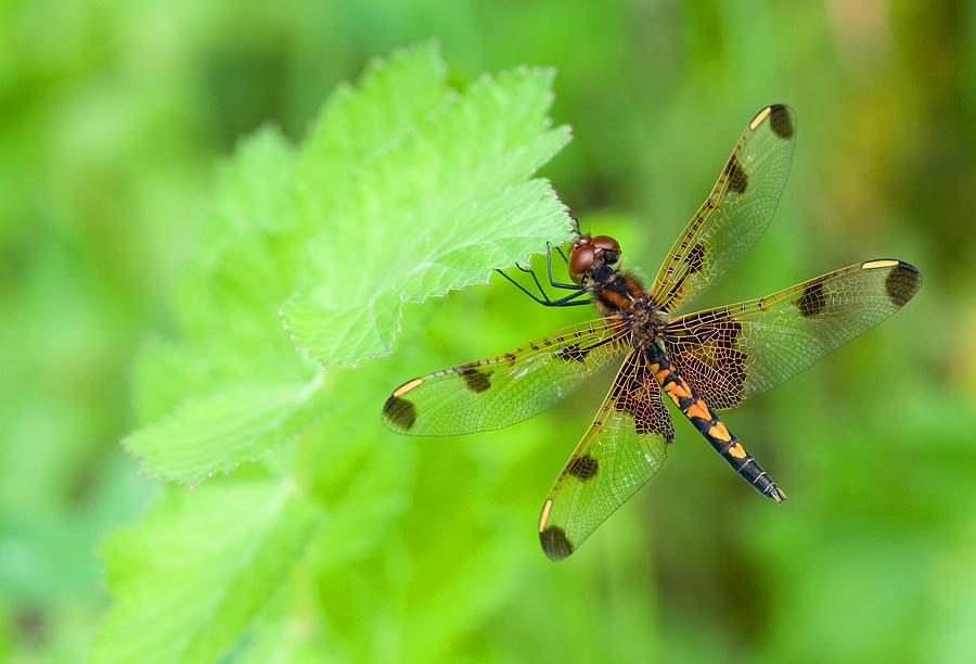 Calico Pennant #2 Photograph by Gerald DeBoer