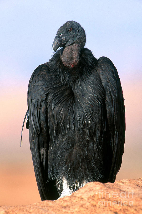 California Condor #2 Photograph by Art Wolfe