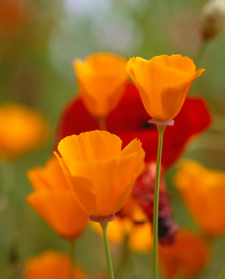 Poppy Photograph - California Golden Poppies Eschscholzia #2 by Panoramic Images