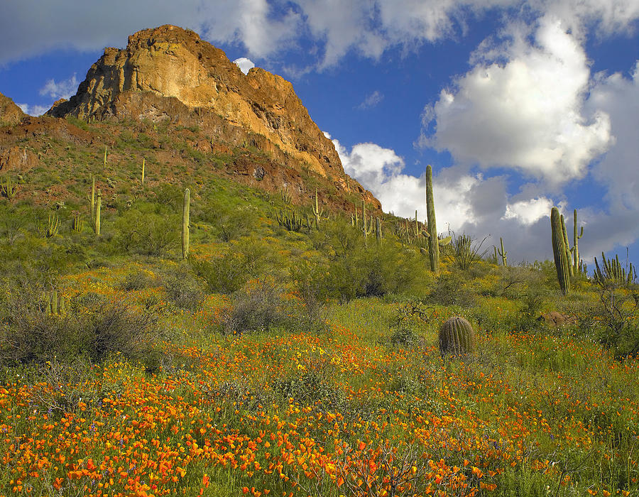 California Poppy And Saguaro #2 Photograph by Tim Fitzharris